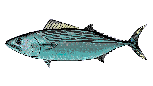 2--Striped bonito.jpg