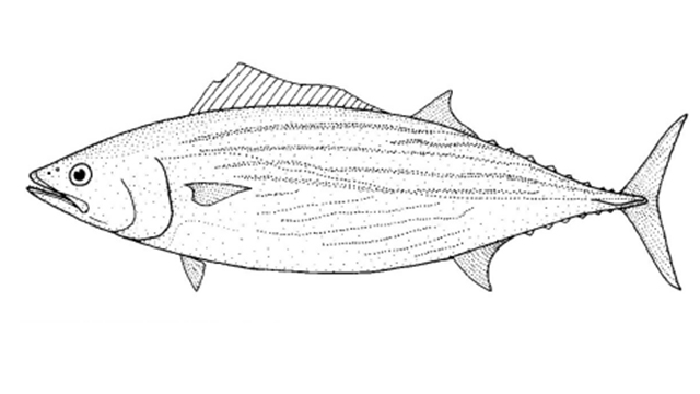 4--Sarda_australis.jpg