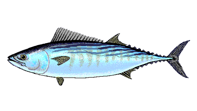 5--Pacific bonito.jpg